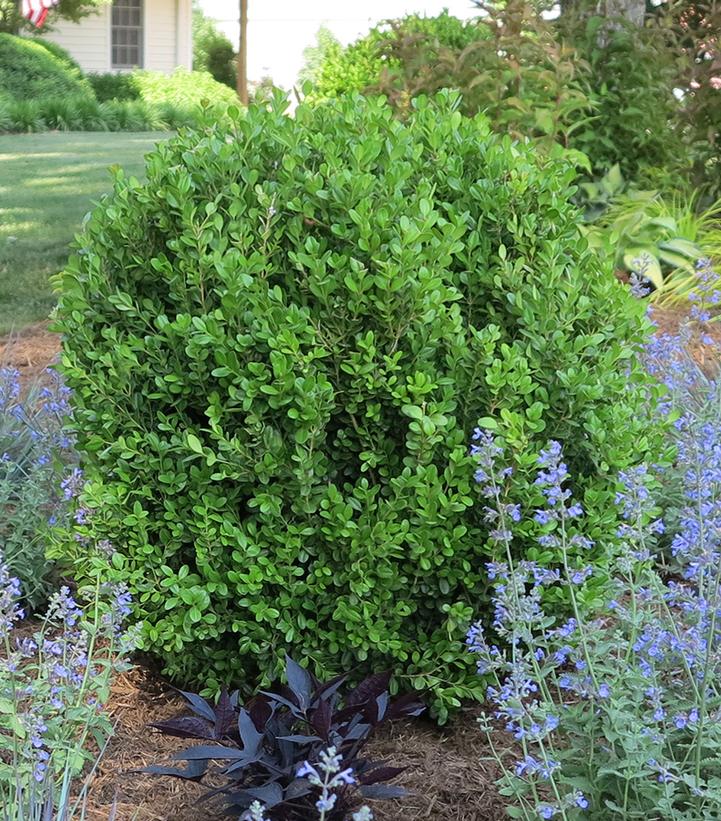 Buxus NewGen Freedom® NewGen Freedom® Boxwood from Prides Corner Farms