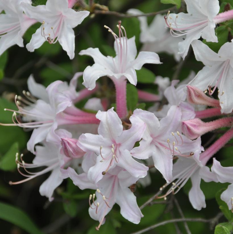 Rhododendron atlanticum Coastal Azalea from Prides Corner Farms