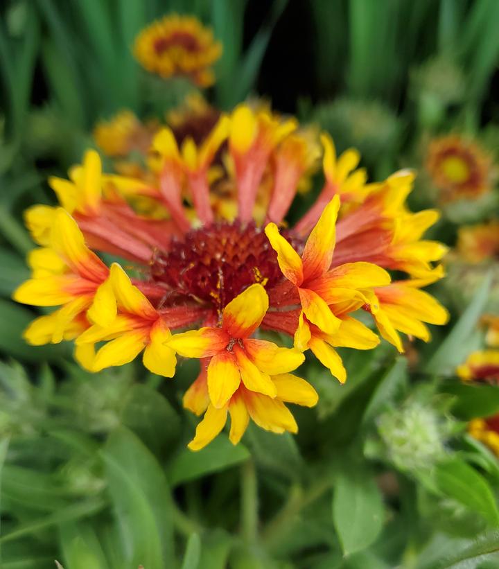 Gaillardia SpinTop® 'Mariachi Copper Sun' SpinTop® Copper Sun