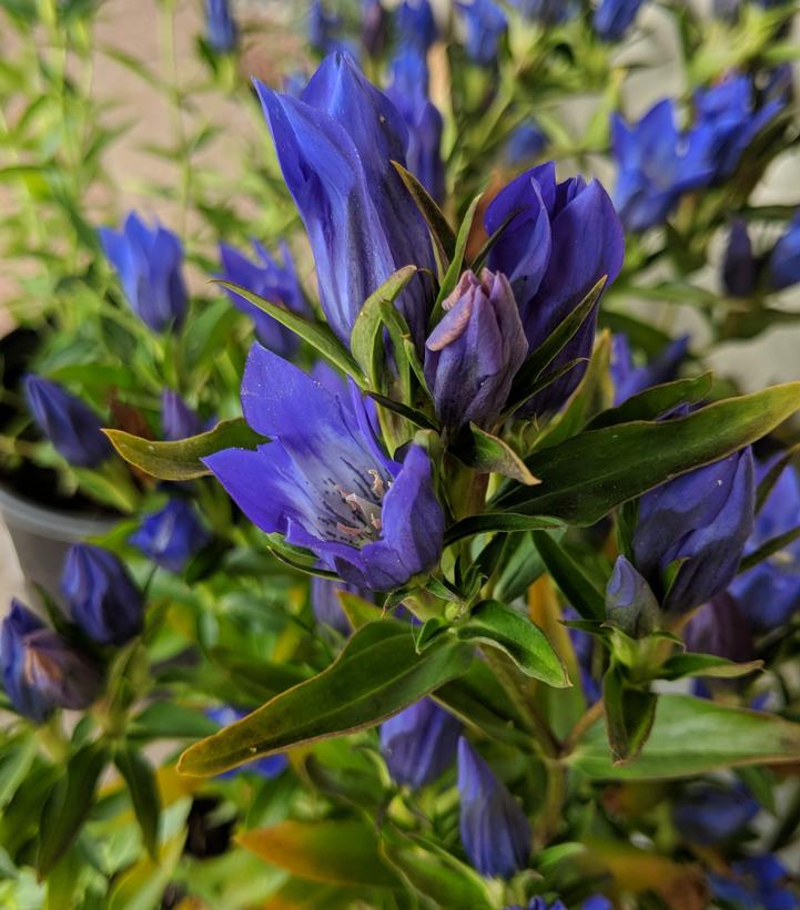 Gentiana True Blue True Blue Gentiana from Prides Corner Farms