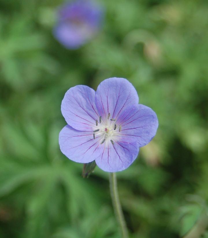 Geranium 'Johnson's Blue' Johnson's Blue Cranesbill from Prides Corner Farms