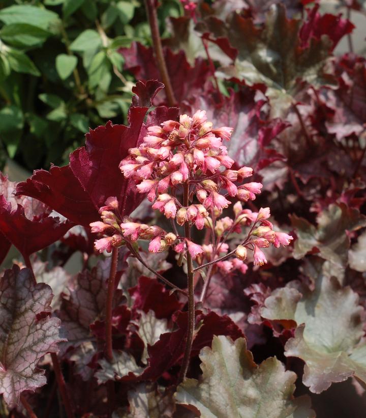Heuchera 'Plum Pudding' Plum Pudding Coral Bells from Prides Corner Farms