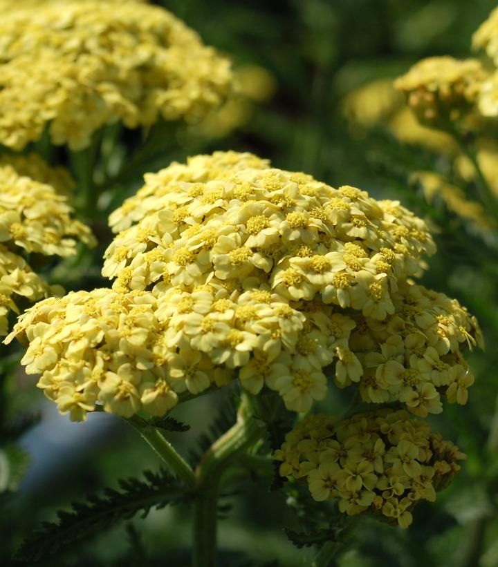 Achillea millefolium Sunny Seduction Sunny Seduction Yarrow from Prides