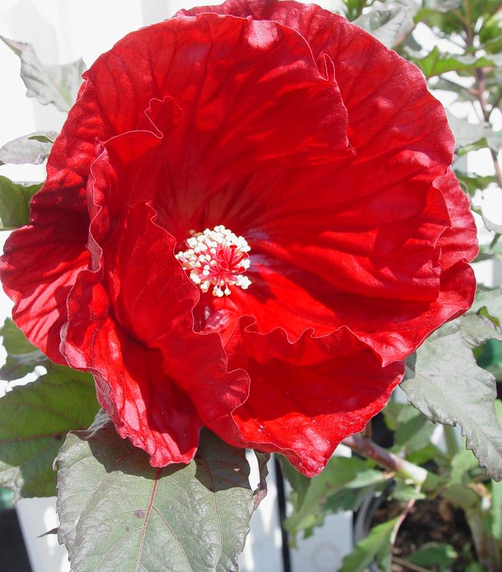 Hibiscus hybrid Summerific® Cranberry Crush Summerific® Cranberry Crush