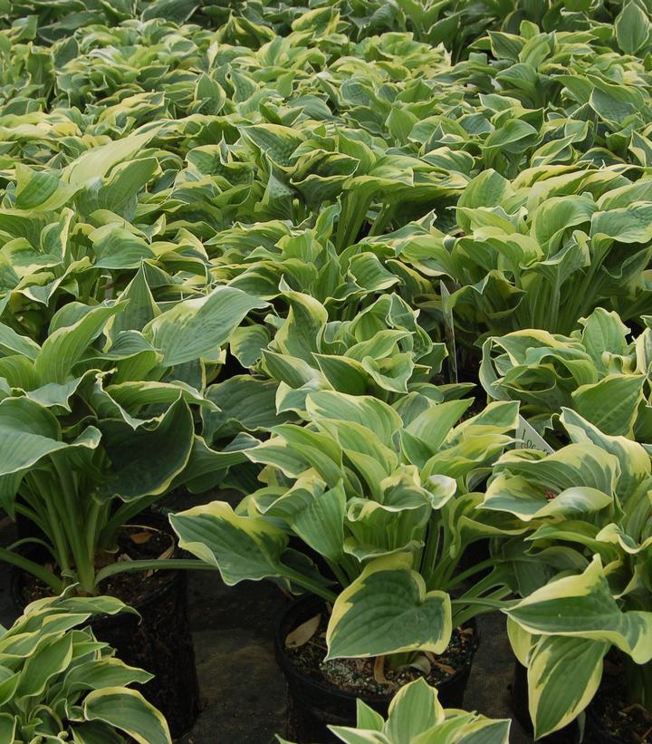 Hosta Wide Brim Wide Brim Hosta from Prides Corner Farms