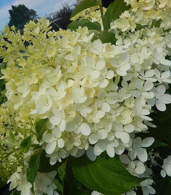 Hydrangea x pan. 'Phantom' Phantom Panicle Hydrangea from Prides Corner