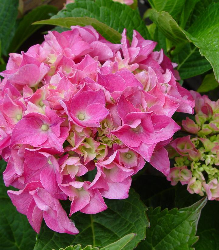 Hydrangea mac. Pia Dwarf Pink Hydrangea from Prides Corner Farms