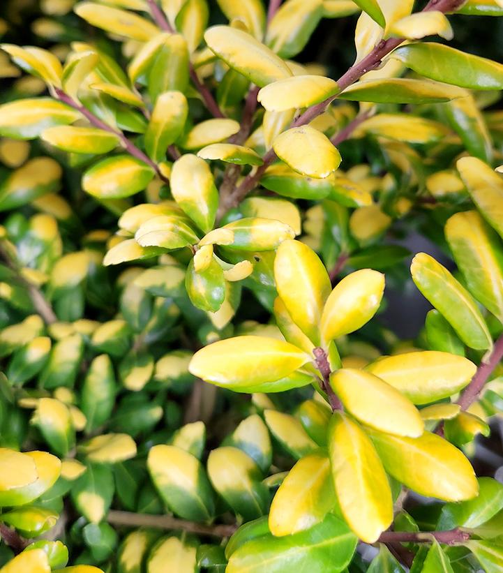 Ilex crenata 'Drops of Gold' Drops of Gold Japanese Holly from Prides
