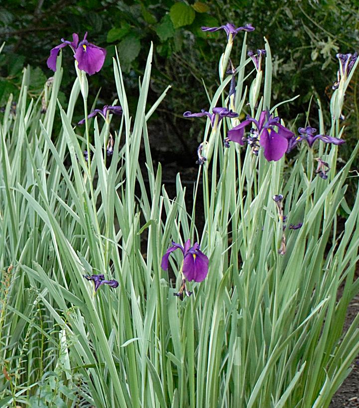 Iris ensata Variegata Japanese Variegated Iris from Prides Corner Farms