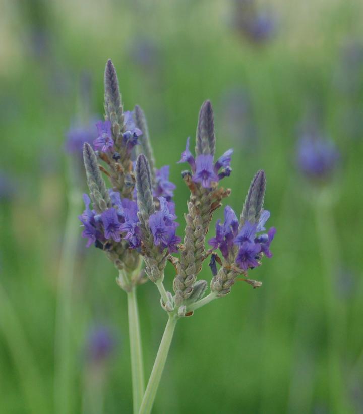 Lavandula pinnata Fernleaf Lavender from Prides Corner Farms