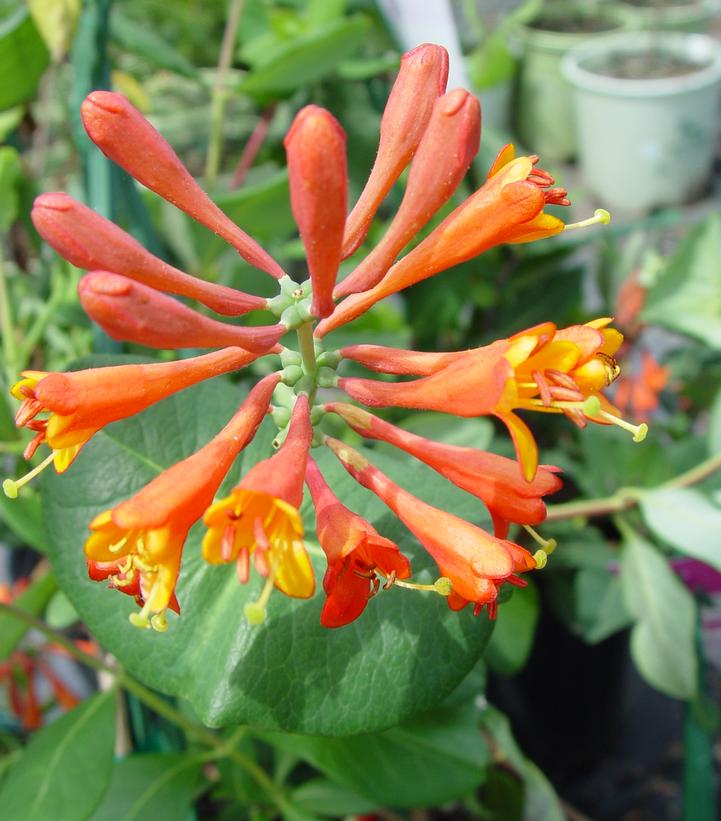 Lonicera X 'br. Dropmore Scarlet' Dropmore Scarlet Honeysuckle from