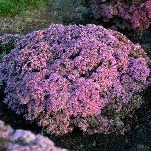 Sedum hybrid Rock 'N Round® 'Pride and Joy' Rock 'N Round® 'Pride and