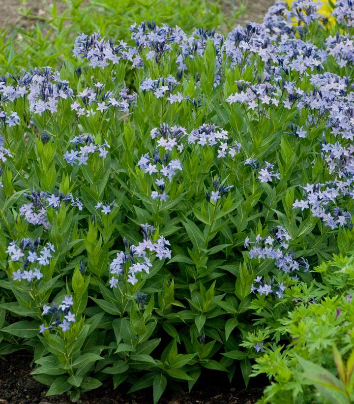 Amsonia tabernaemontana 'Blue Ice' Blue Ice Star Flower from Prides