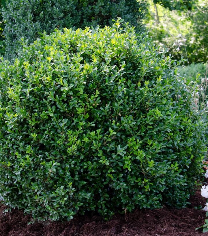 Buxus NewGen Independence® NewGen Independence® Boxwood from Prides
