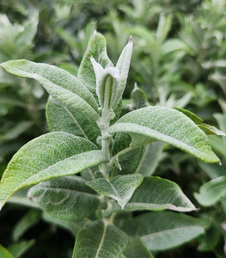 Salix Candida Iceberg Alley® Iceberg Alley® Sageleaf Willow from Prides