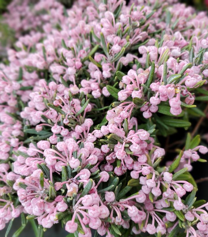 Andromeda pol. 'Blue Ice' Blue Ice Bog Andromeda from Prides Corner Farms