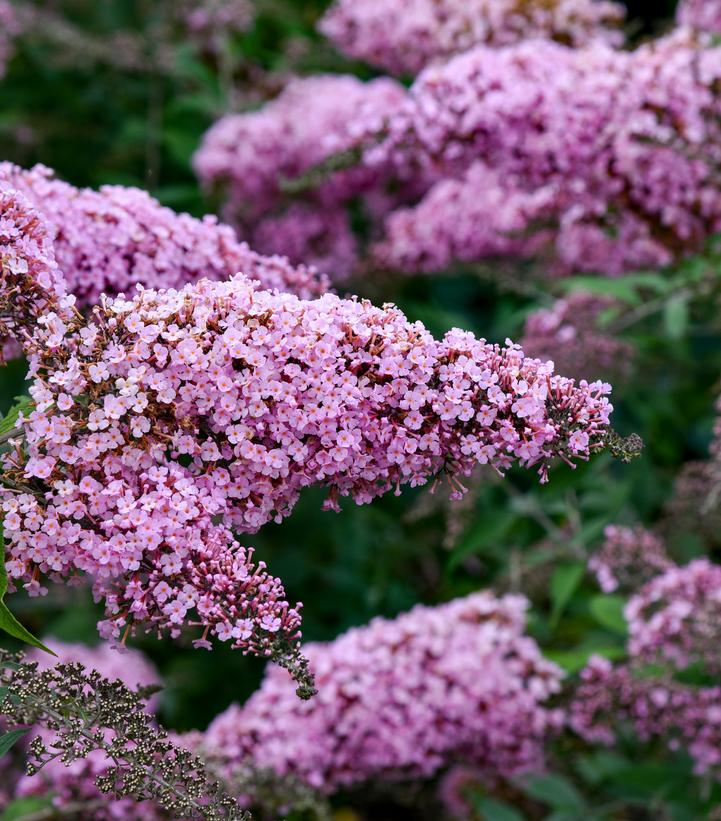 Buddleia davidii 'Pink Cascade' Pink Cascade Weeping Butterfly Bush