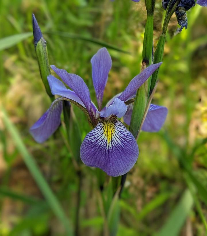 Iris versicolor 'Purple Flame' Purple Flame Northern Blueflag from