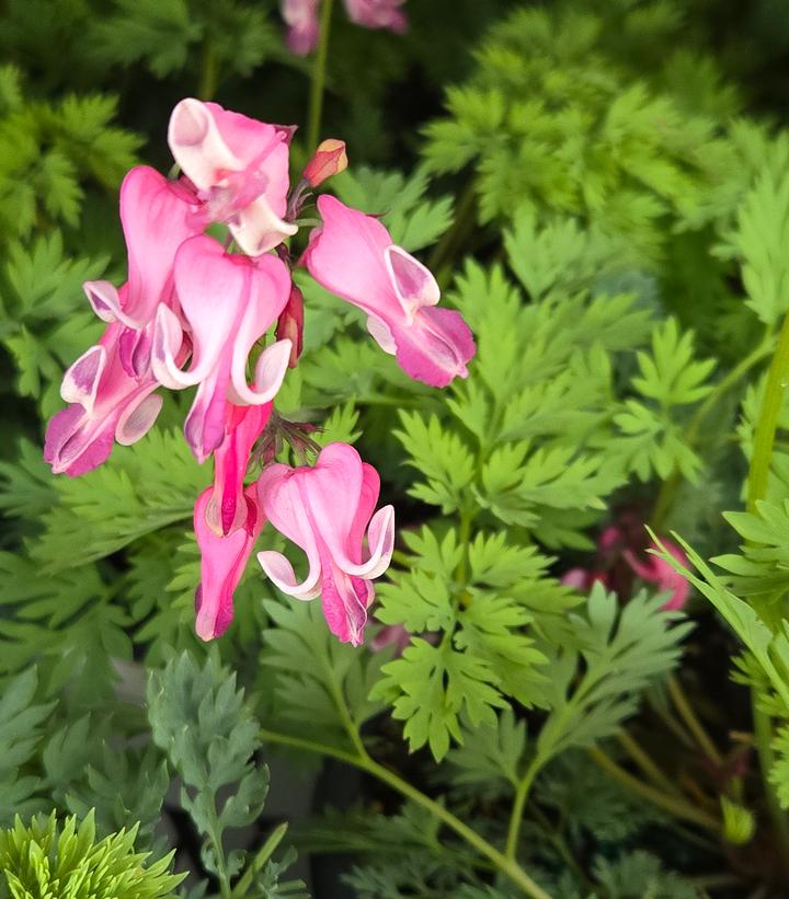 Dicentra 'Pink Diamonds' Fernleaved Bleeding Heart from Prides Corner