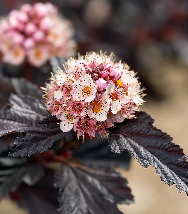 Physocarpus opulifolius Fireside® Fireside® Ninebark from Prides Corner