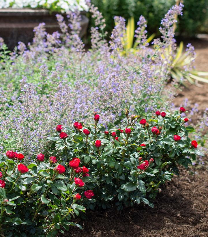 Rosa Petite Knock Out® Petite Knock Out® Minature Rose from Prides