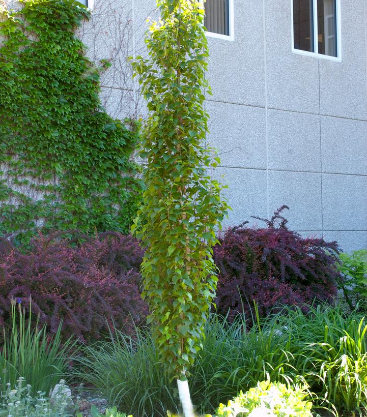 Betula platyphylla Parkland Pillar® Parkland Pillar® Birch from Prides