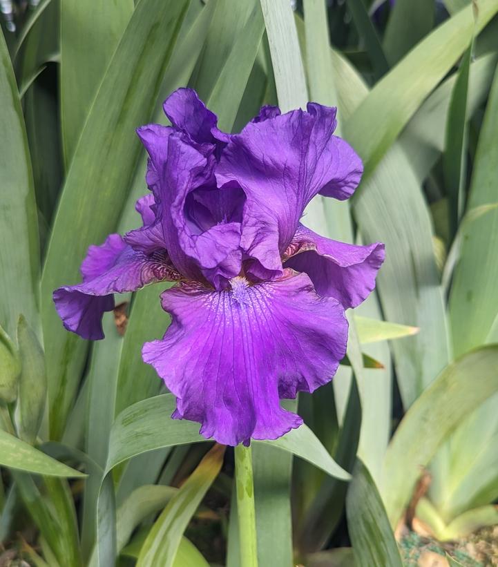 Iris germanica 'His Royal Highness' Tall Bearded Iris from Prides