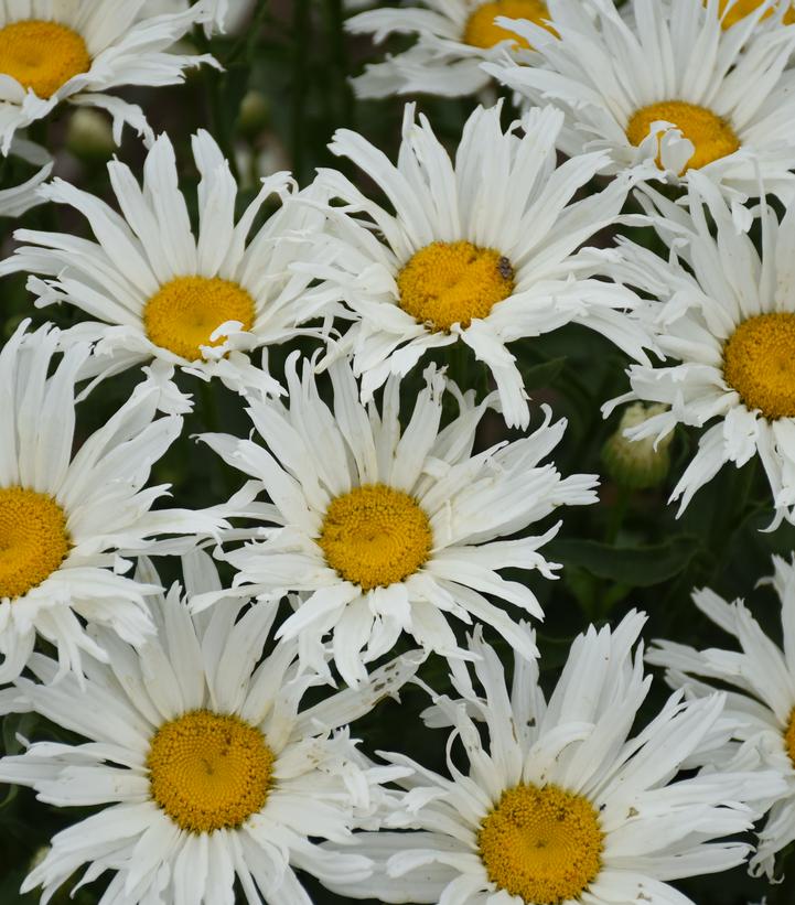 Leucanthemum Amazing Daisies® 'Spun Silk' Spun Silk Shasta Daisy from
