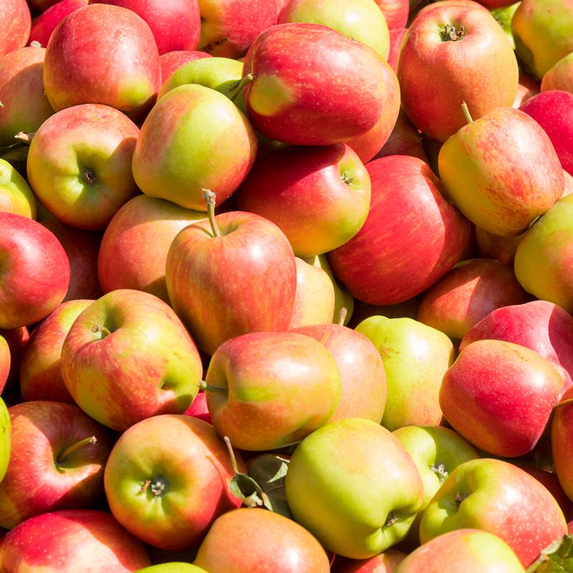 Malus domestica 'Jonagold' Jonagold Apple from Prides Corner Farms