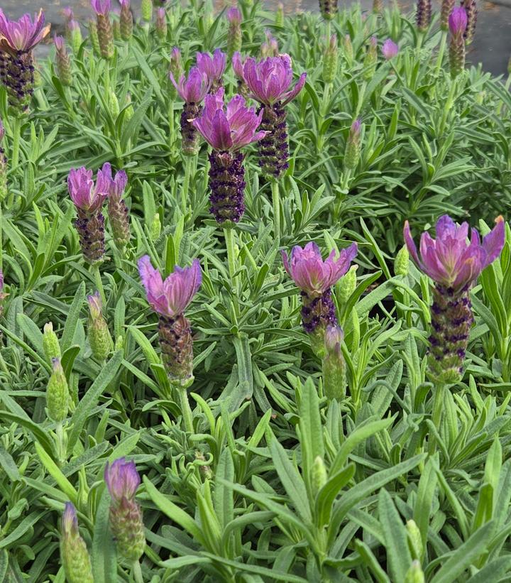 Lavandula stoechas Primavera Spanish Lavender from Prides Corner Farms