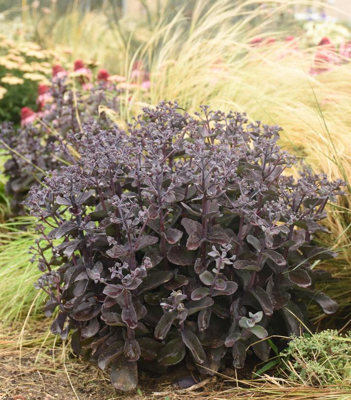 Sedum Rock 'N Grow® 'Back in Black Back in Black Stonecrop from Prides