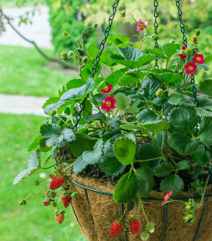 Fragaria ananassa Scarlet Belle™ 6`` POT Strawberry Scarlet Belle