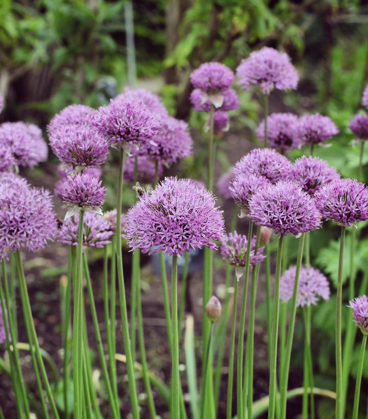 Allium 'Pinball Wizard' Pinball Wizard Flowering Onion from Prides