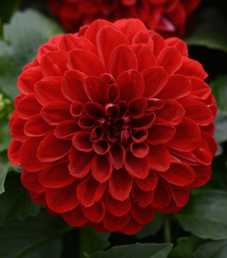 Dahlia Dalaya® Vampire Dalaya® Vampire Dahlia from Prides Corner Farms
