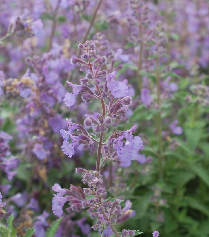 Nepeta racemosa 'Walkers Low' Walkers Low Catmint from Prides Corner Farms