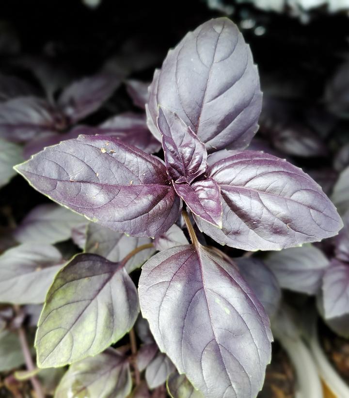 Ocimum Red Rubin Red Rubin Basil from Prides Corner Farms