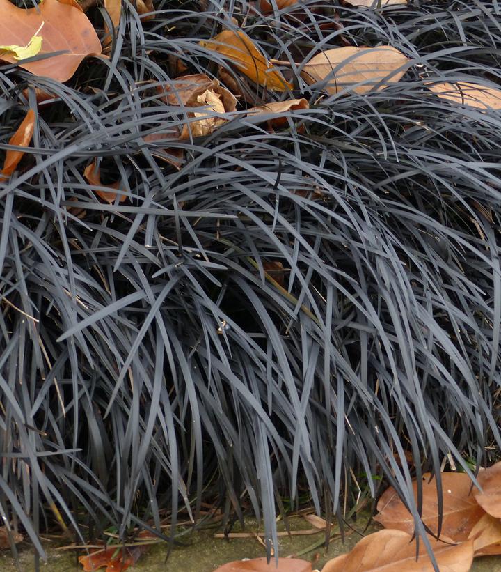 Ophiopogon planiscapus Nigra Black Mondo Grass from Prides Corner Farms