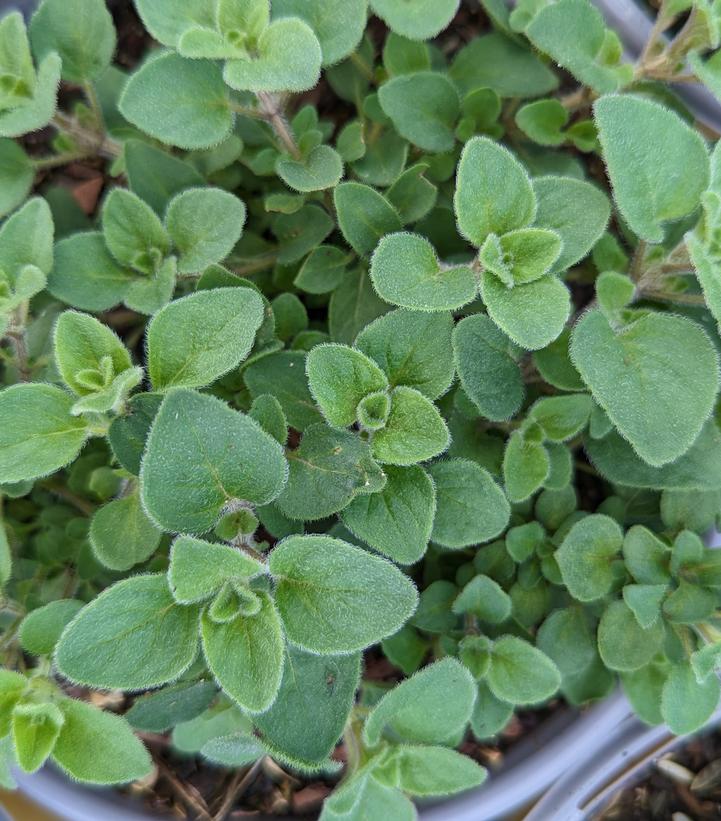 Origanum Hot & Spicy Oregano from Prides Corner Farms