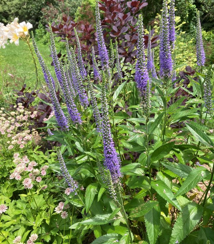 Veronica x 'Seaside' Seaside Speedwell from Prides Corner Farms