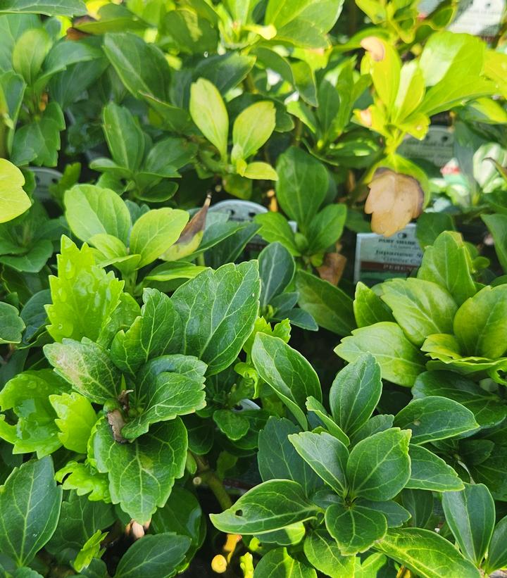 Pachysandra term. Green Carpet Green Carpet Japanese Spurge from Prides