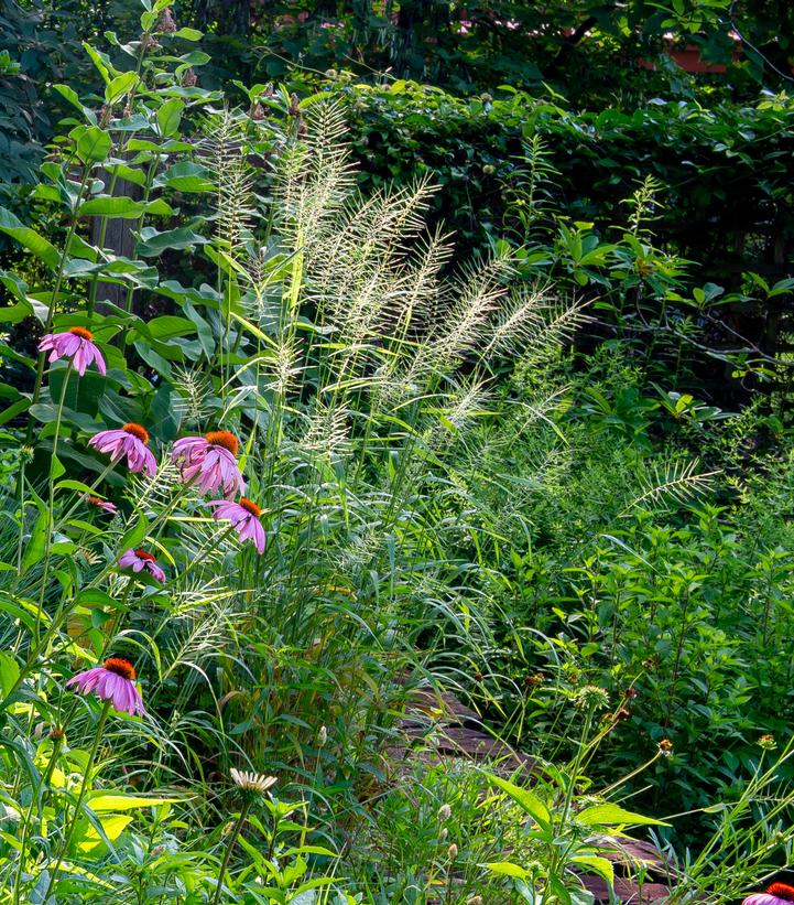 Elymus hystrix bottlebrush grass from Prides Corner Farms