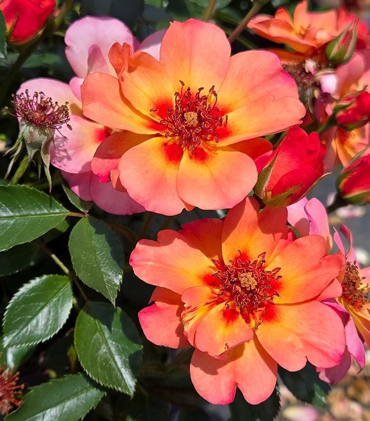 Rosa Flower Carpet® Peach Flower Carpet® Peach Rose from Prides Corner