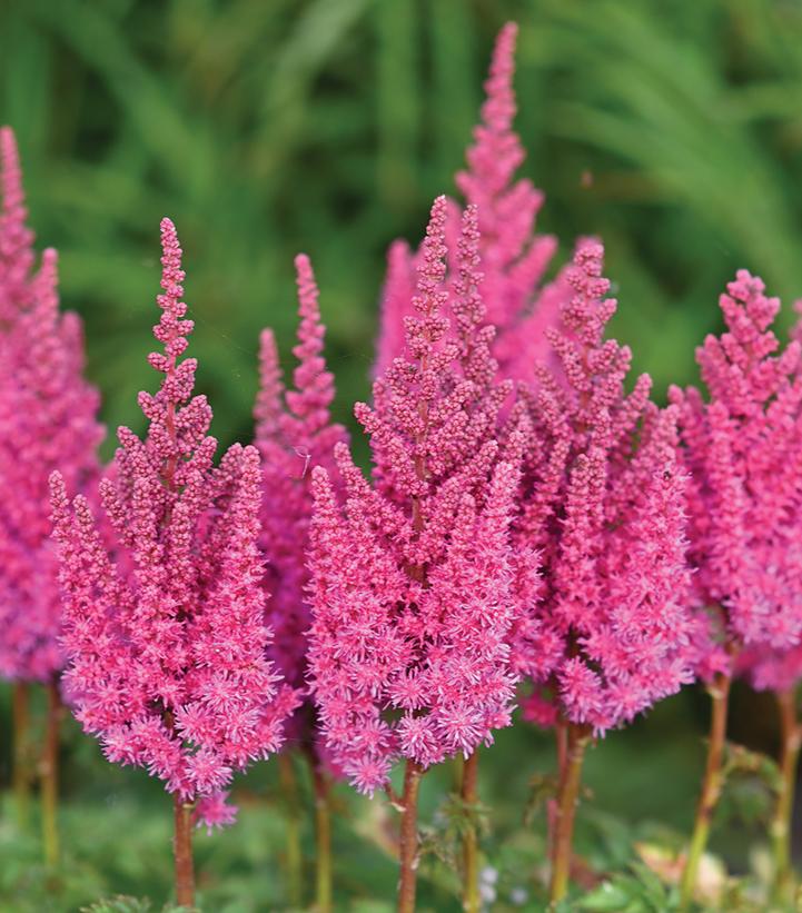 Astilbe chinensis You and Me Always® You and Me Always® Astilbe from