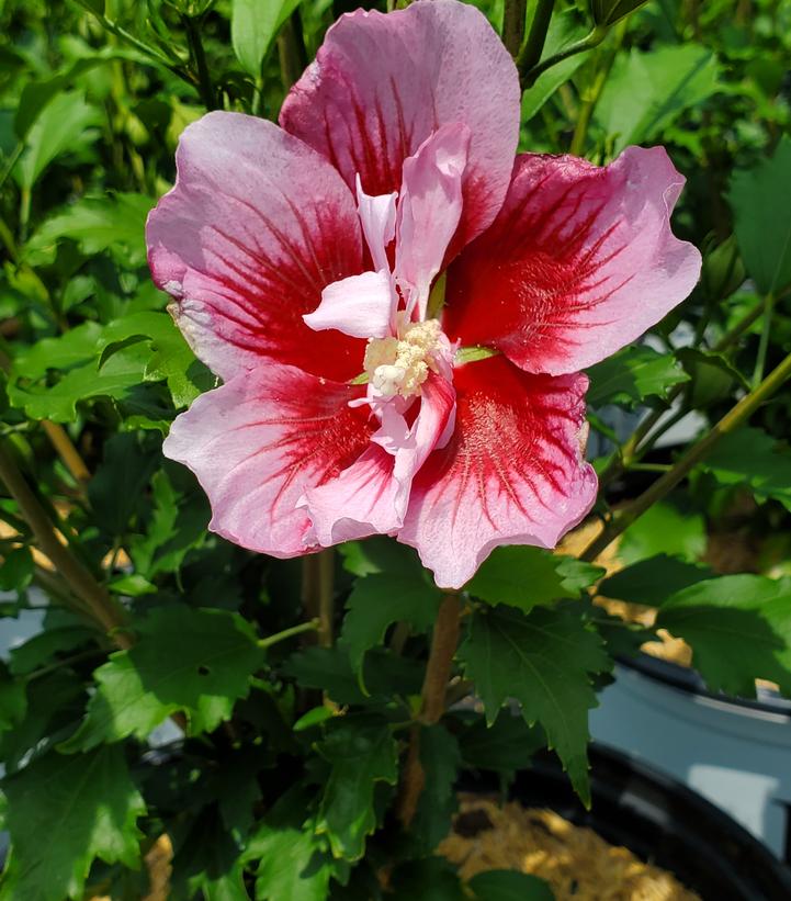 Hibiscus syriacus Red Pillar™ Red Pillar Rose of Sharon from Prides