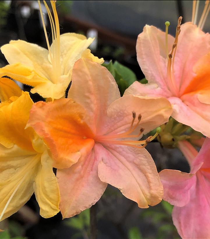 Azalea 'Garden Rainbow' Garden Rainbow Deciduous Azalea from Prides
