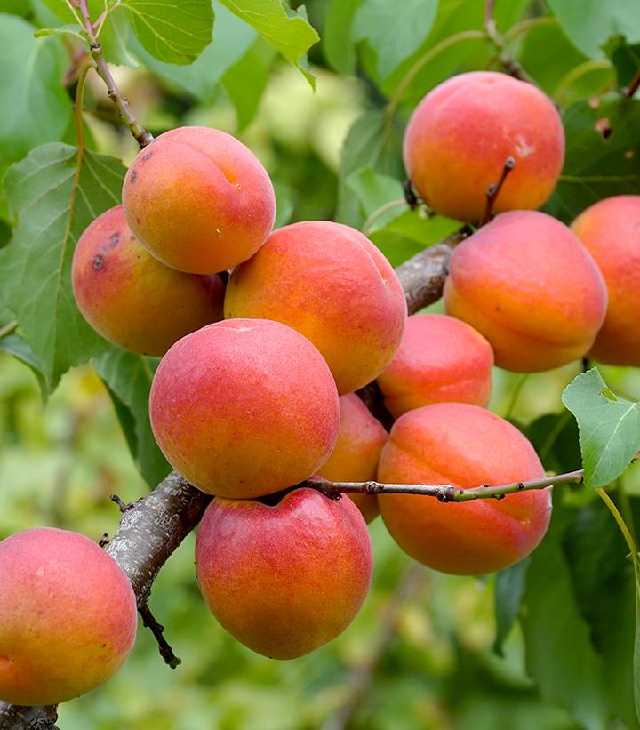 Prunus 'Scout' Scout Apricot from Prides Corner Farms