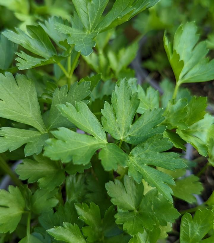 Petroselinum crispum Italian Italian Parsley from Prides Corner Farms