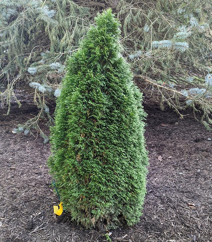 Thuja occidentalis Emerald Petite™ Emerald Petite™ Arborvitae from