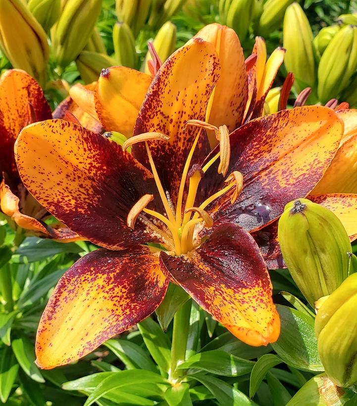 Lilium asiatic 'Trendy Las Palmas' Trendy Las Palmas Asiatic Lily from