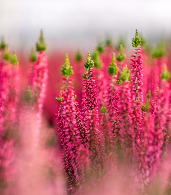 Calluna vulgaris Beauty Ladies® Scarlet Beauty Ladies® Scarlet Heather